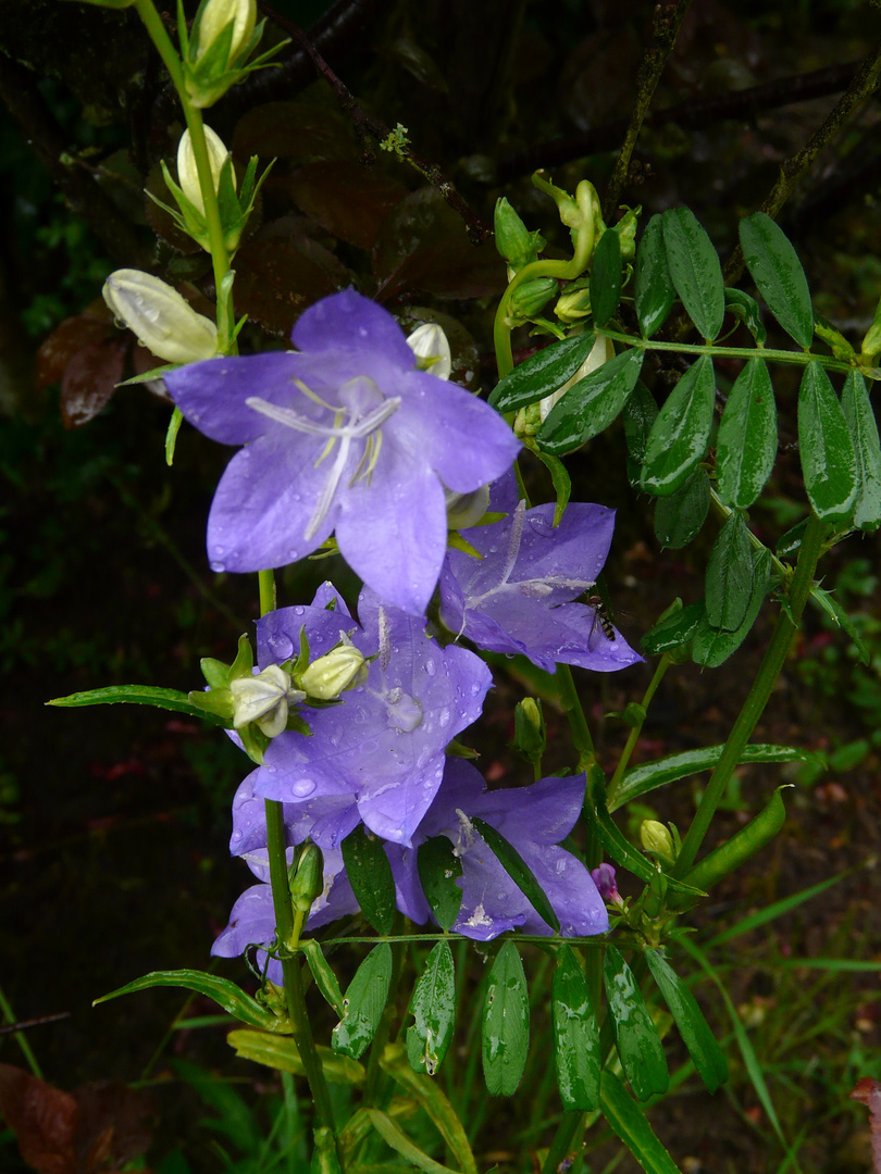 Au jardin d'Ambleville (Oise)