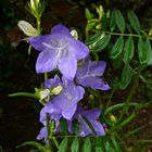 Au jardin d'Ambleville (Oise)