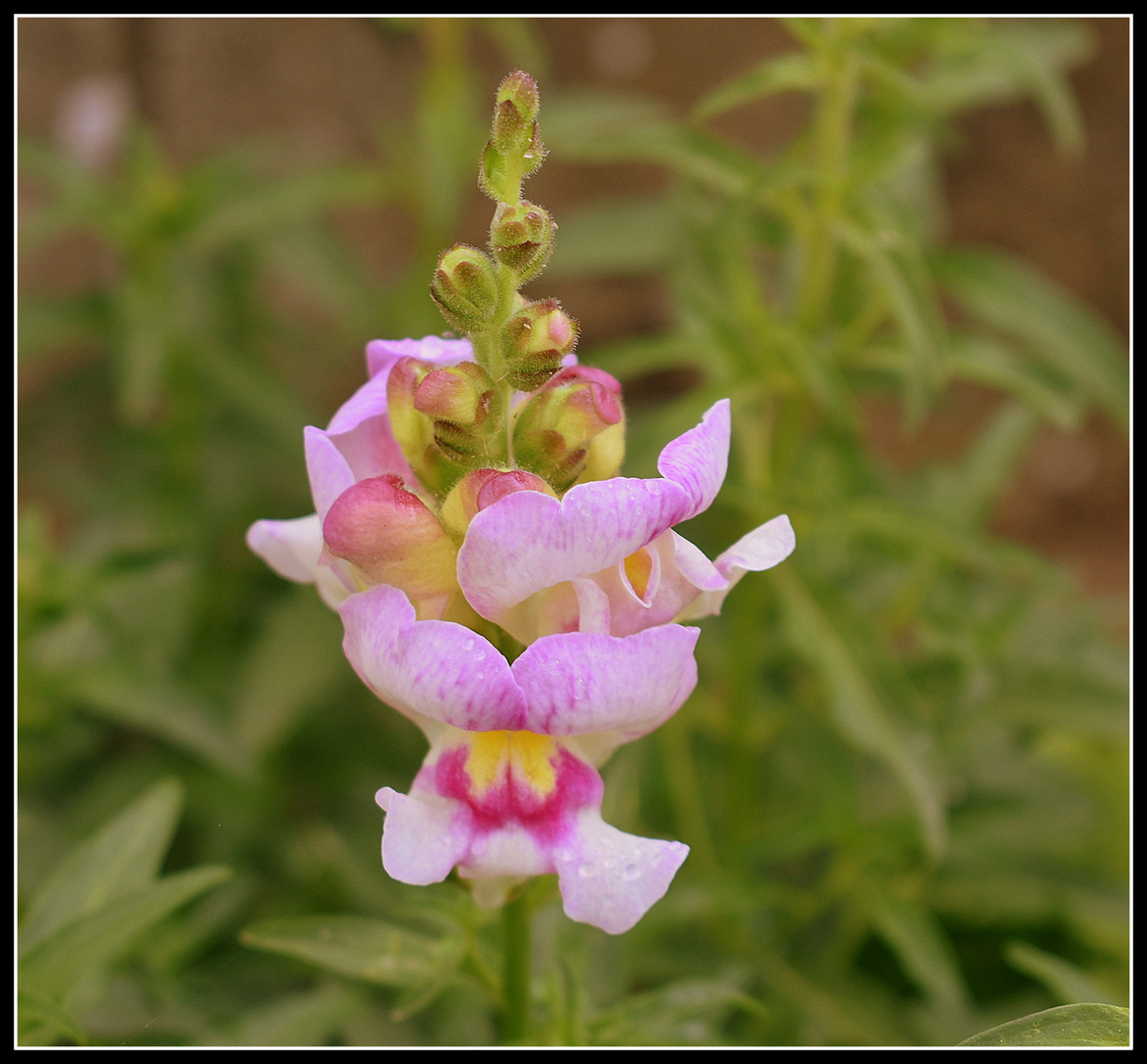 au jardin