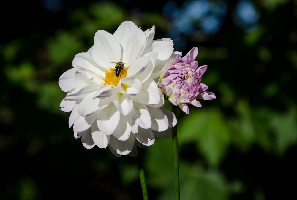 Au Jardin de Pierrette V