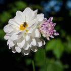 Au Jardin de Pierrette V