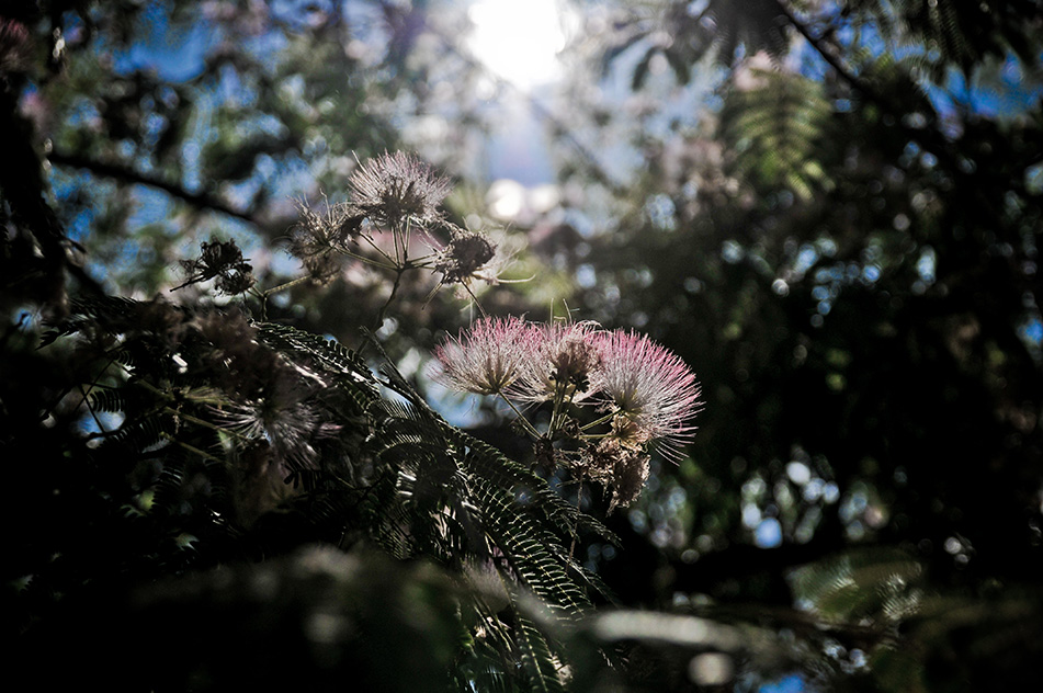 Au Jardin des Plantes 3