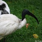 Au jardin des plantes