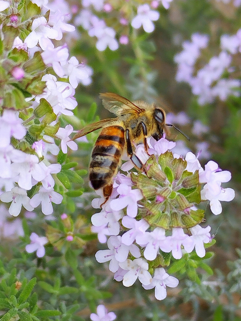 Au jardin ...