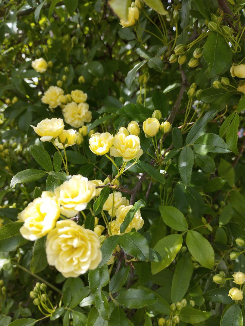 Au jardin, juste avant l'épisode cévenole !