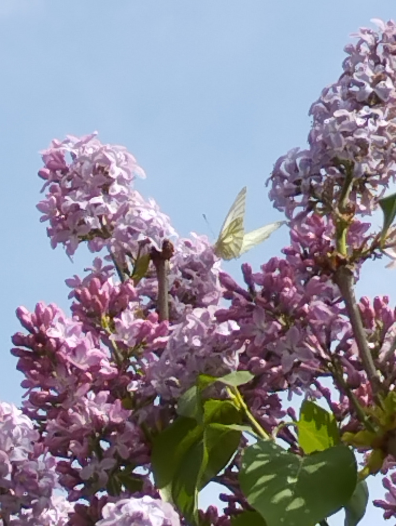 Au jardin, juste avant l'épisode cévenole !