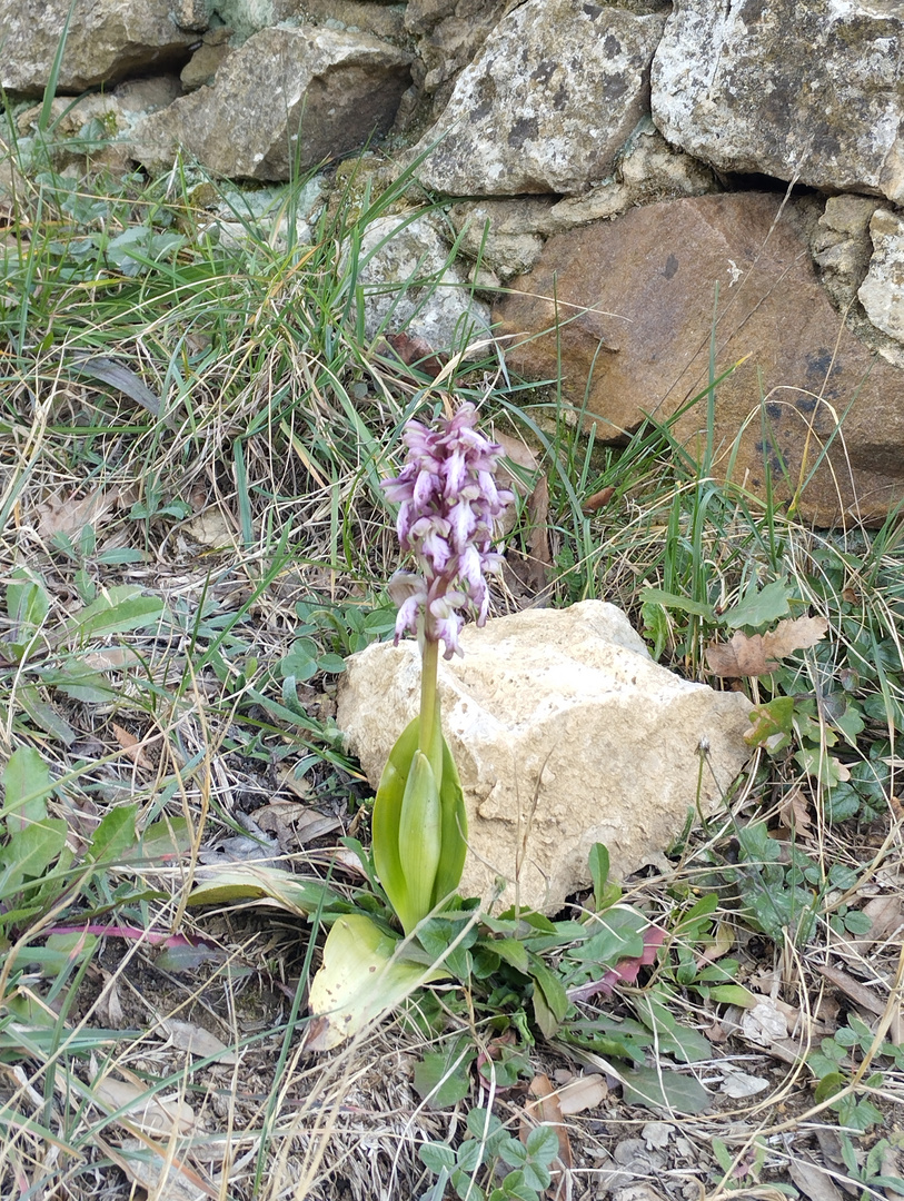 Au jardin, juste avant l'épisode cévenole !