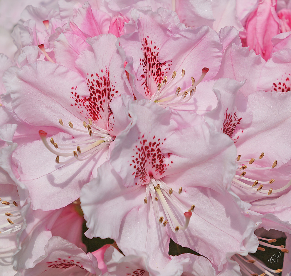 Au jardin... la vie en rose....