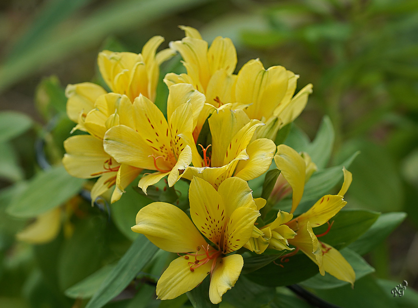 Au jardin ... les alstroemeria