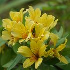 Au jardin ... les alstroemeria