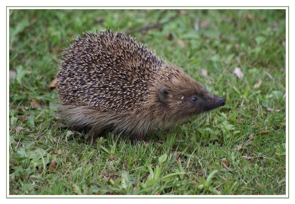 au jardin.... Mr le hérisson se promenait