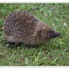 au jardin.... Mr le hérisson se promenait