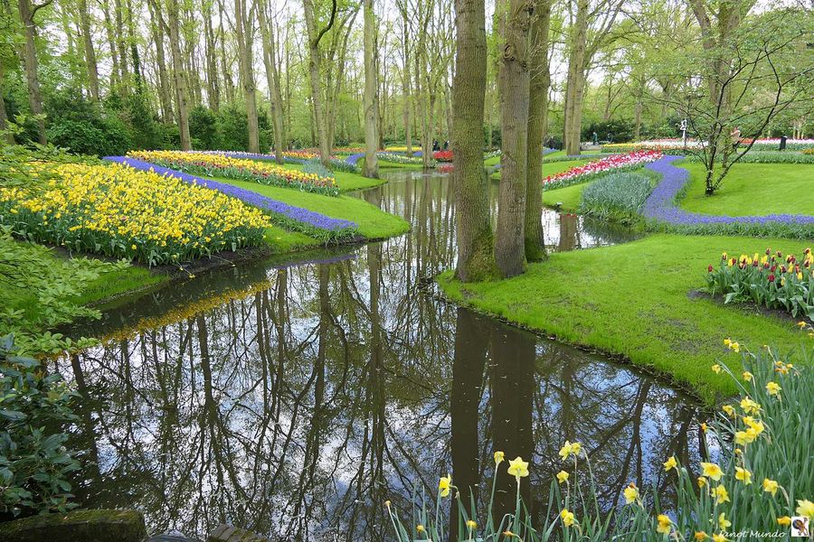 au Keukenhof à Lisse  Pays Bas