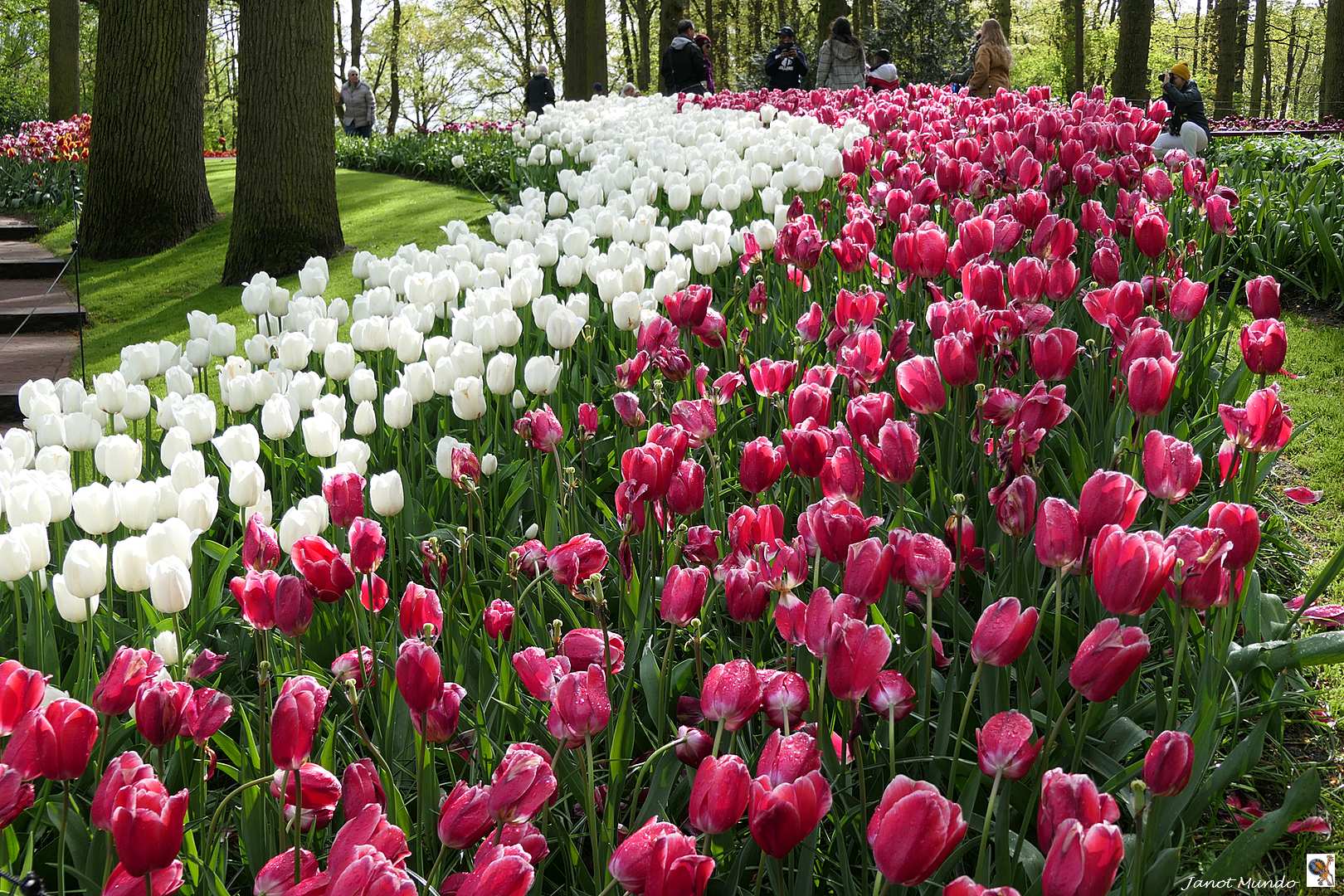 au Keukenhof...............