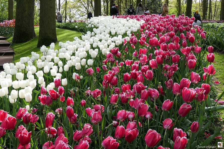 au Keukenhof...............