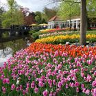 au Keukenhof Lisse Hollande