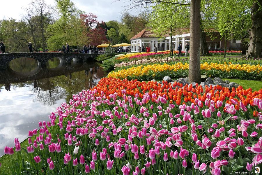 au Keukenhof Lisse Hollande