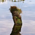  Au lac du Moulinet (Lozère)