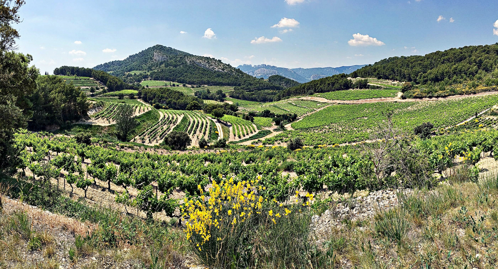 Au loin les Dentelles de Montmirail