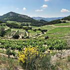 Au loin les Dentelles de Montmirail