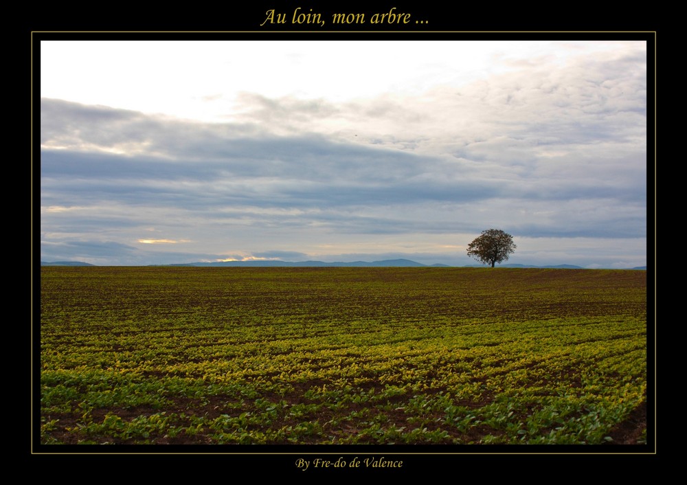 Au loin, mon arbre ...