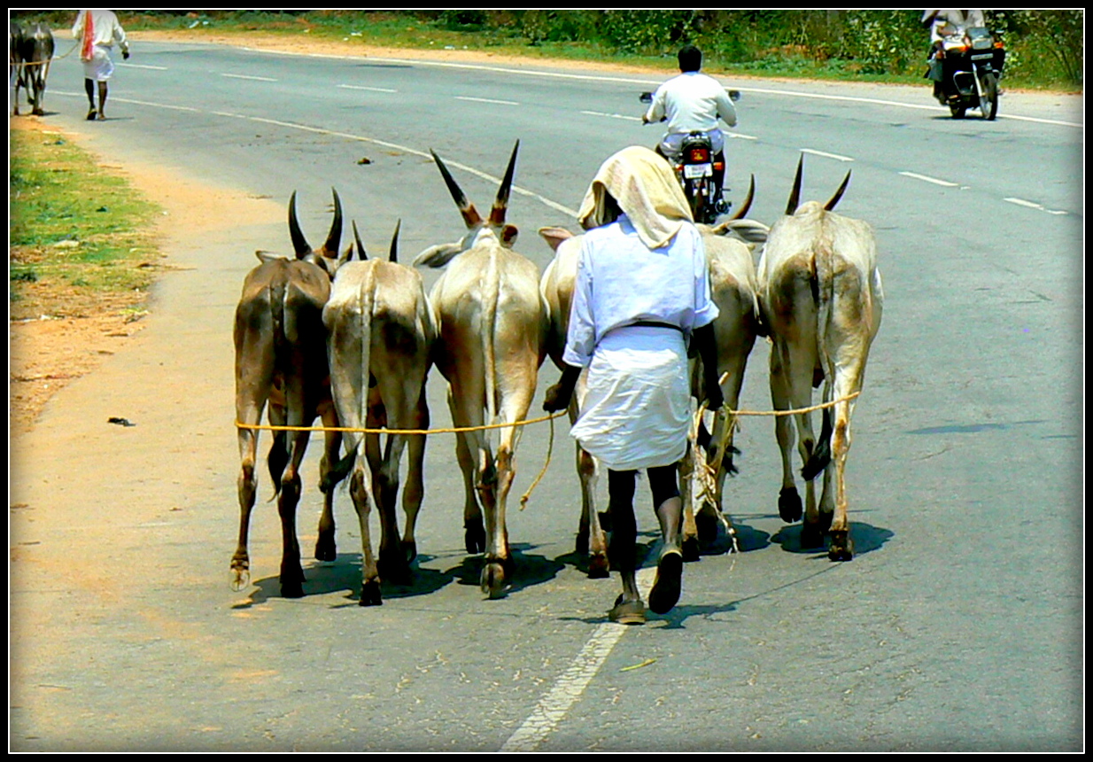 Au long des routes de l'Inde du Sud .- 7 - 