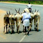 Au long des routes de l'Inde du Sud .- 7 - 