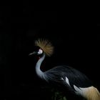 Au magnifique parc des oiseaux de VILLARD LES DOMBES