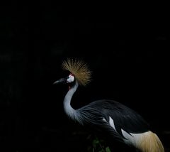 Au magnifique parc des oiseaux de VILLARD LES DOMBES