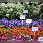 Au marché de Verviers