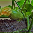 au menu : beignets de fleurs de courgettes...