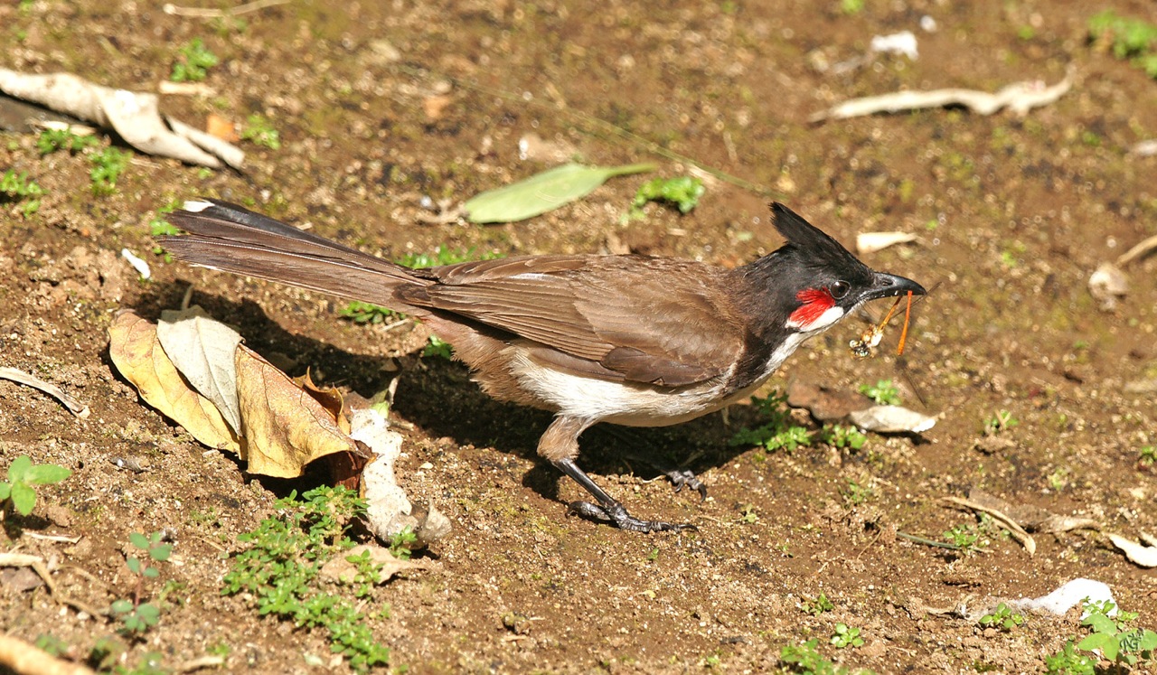 Au menu du jour : libellule