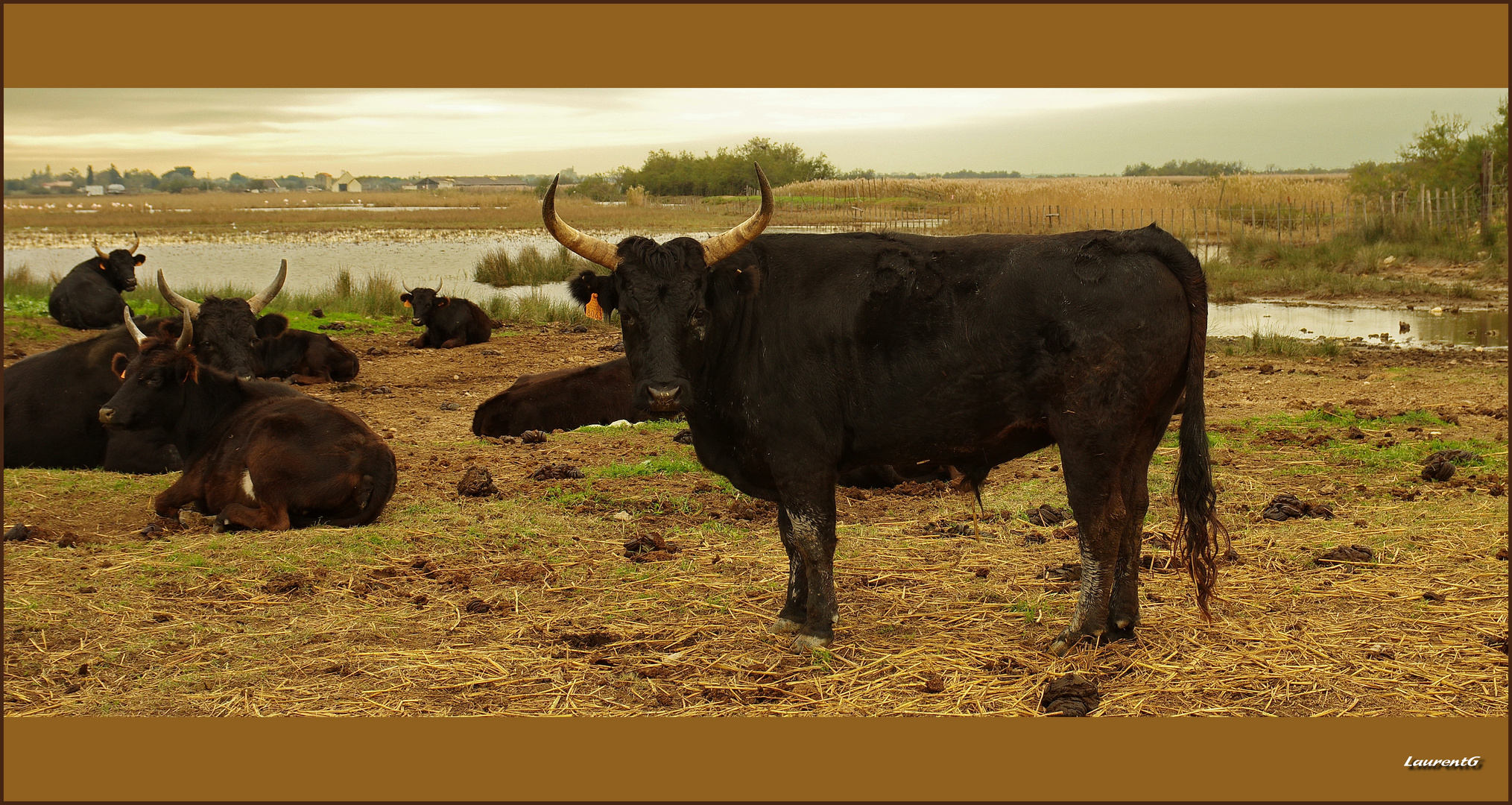 Au milieu de la camargue (ollé)