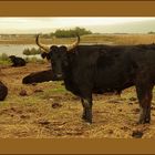 Au milieu de la camargue (ollé)