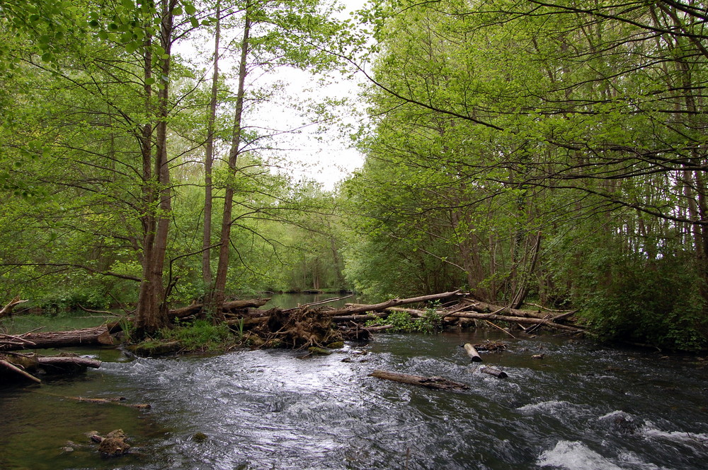 au milieu de la rivière