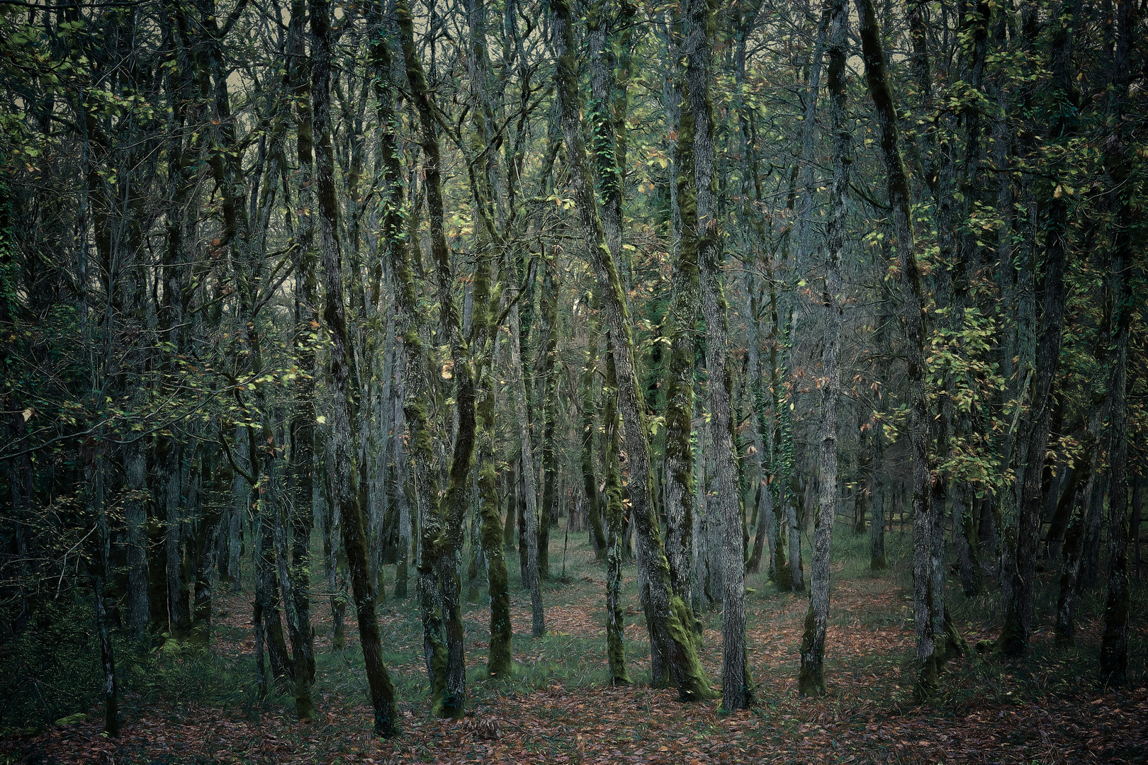 Au milieu des arbres