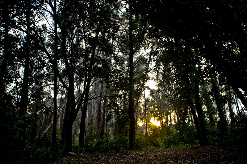 au milieu des arbres