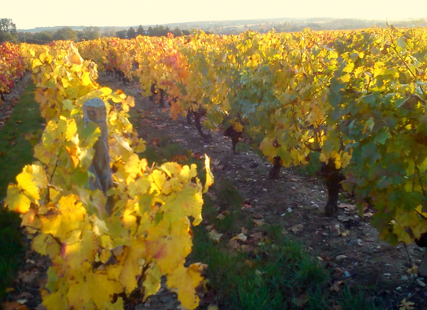 au milieu des coteaux du layon