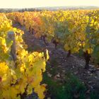 au milieu des coteaux du layon