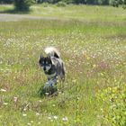 Au milieu des fleurs !