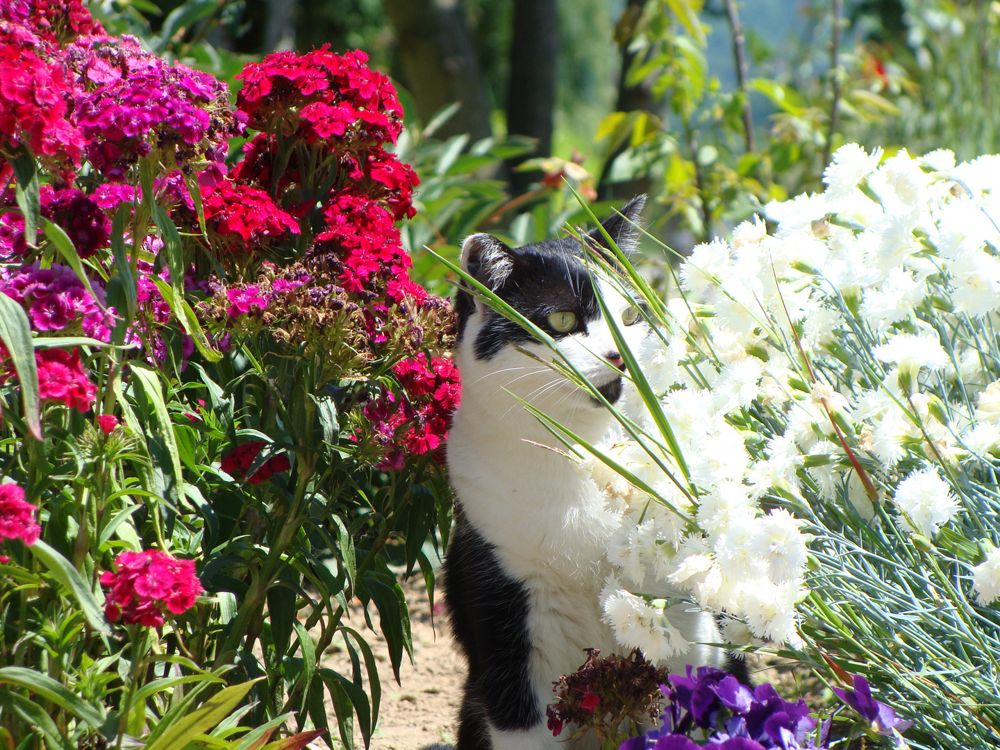 Au milieu des fleurs