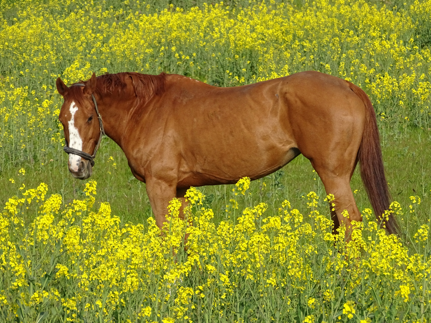 Au milieu des fleurs de colza (?)