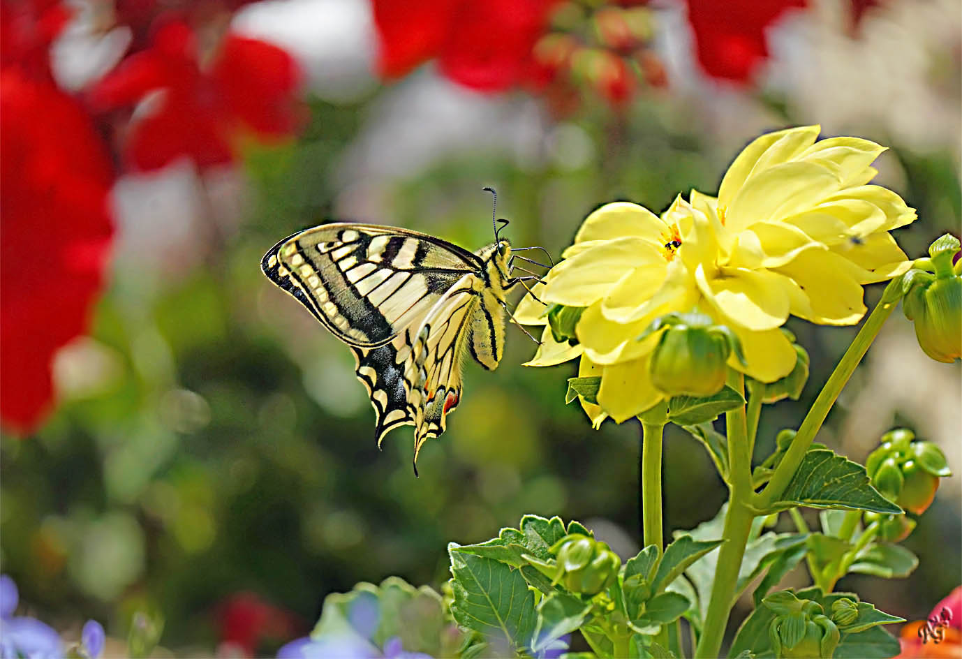 Au milieu des fleurs, le machaon