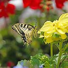 Au milieu des fleurs, le machaon