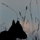 Au milieu des hautes herbes