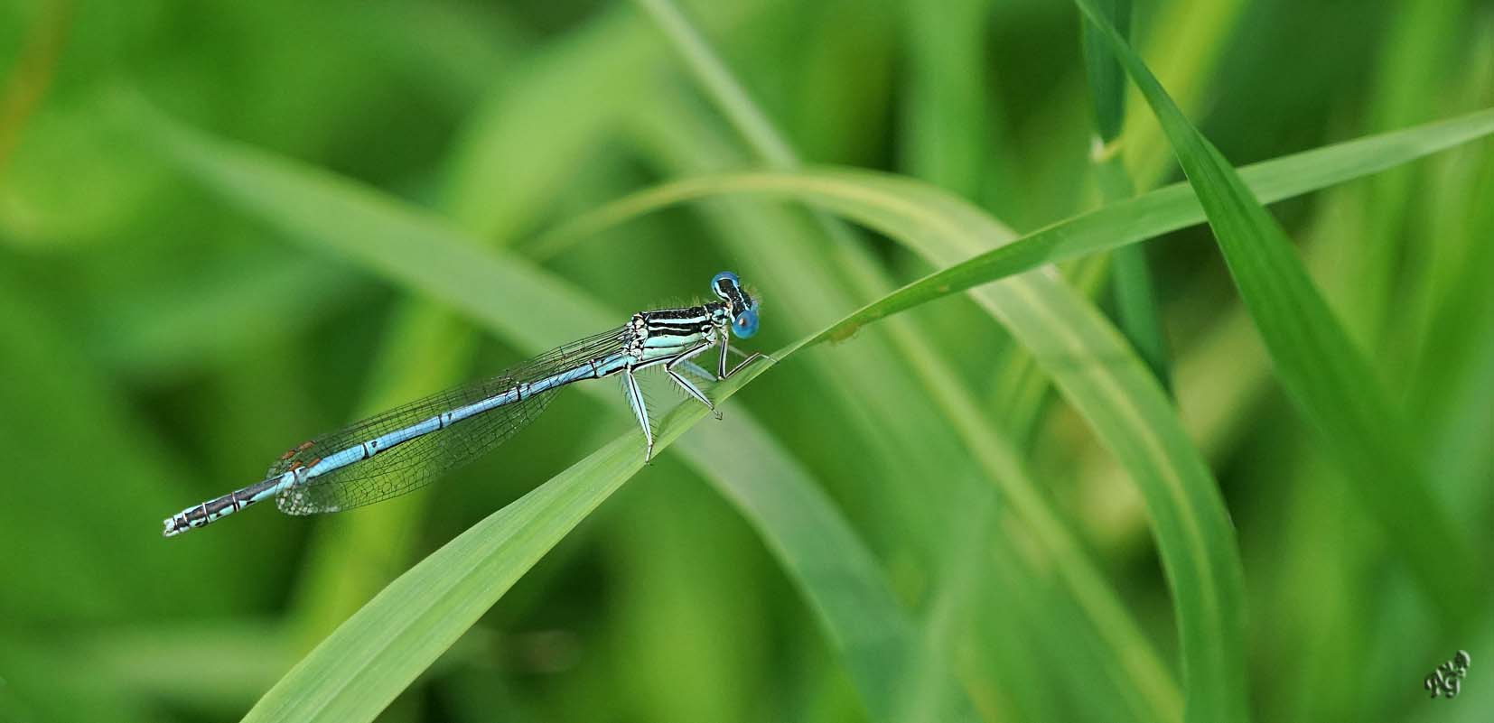 Au milieu des herbes ... l'agrion