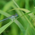 Au milieu des herbes ... l'agrion