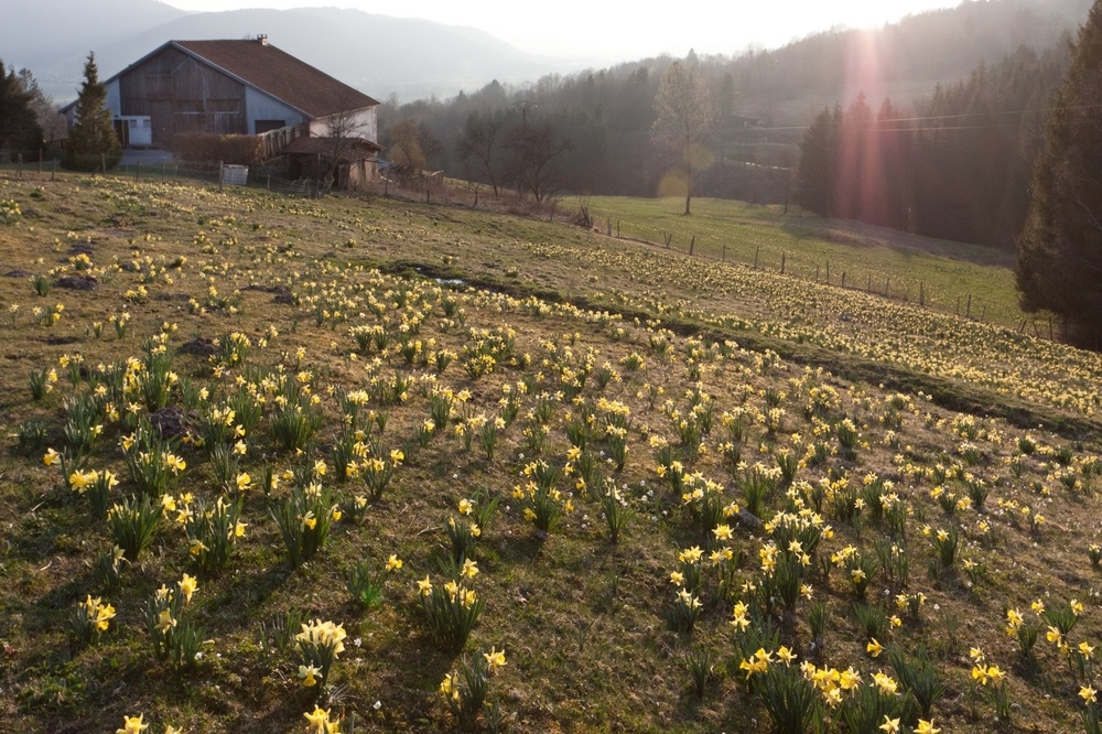 au milieu des jonquilles sauvages, la ferme vosgienne