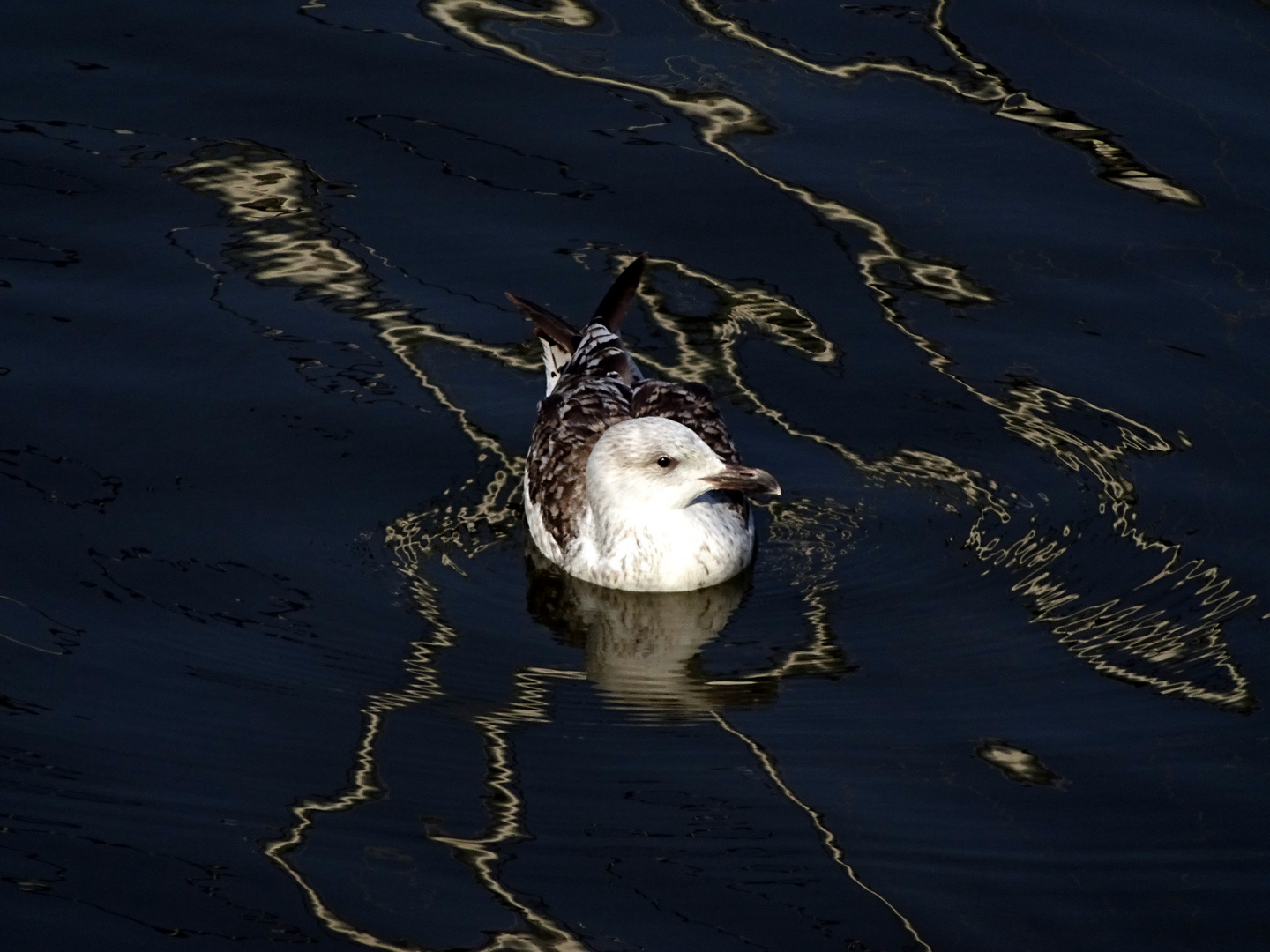 Au milieu des reflets du port