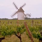 Au milieu des vignes